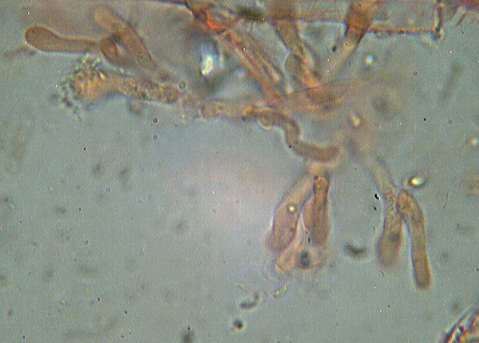 Mycoacia uda